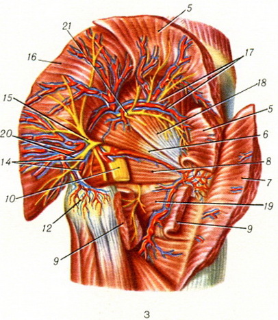 сіднична область анатомія