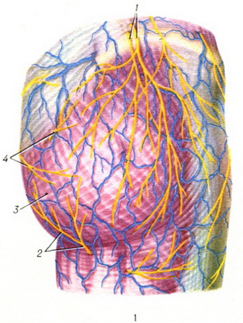 сіднична область