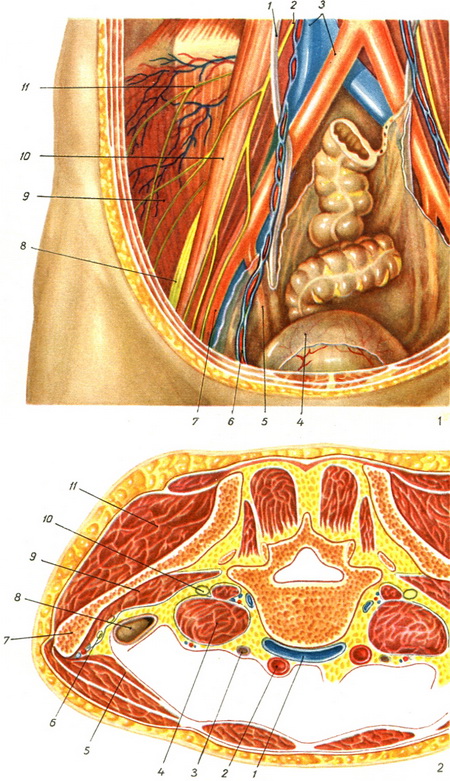 клубова область