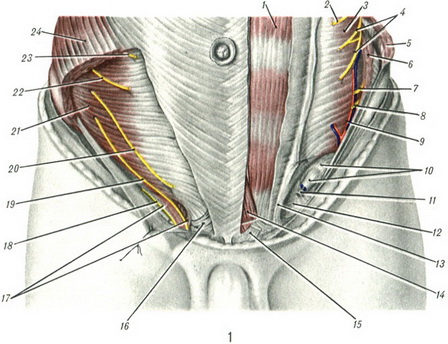 пахова область анатомія