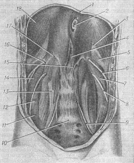 задня стінка черевної порожнини