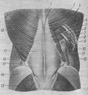 шари поперекової області
