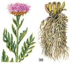 левзея сафлоровидная