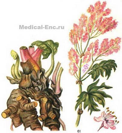 ревінь тангутський