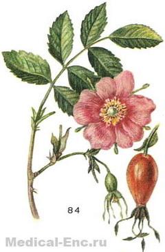 шипшина корична