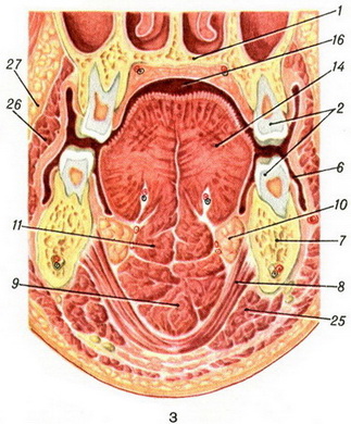 ротова порожнина