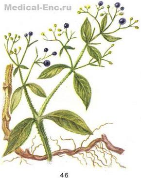 марена фарбувальна грузинська