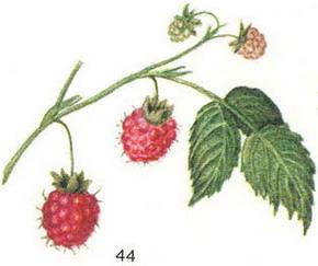 малина звичайна