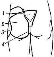 сіднична область
