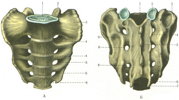 крижі (sacrum)