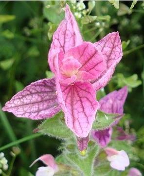 шавлія гормонный