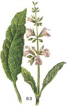 шавлія лікарський