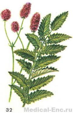 кровохлебка лікарська