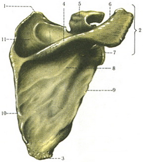 лопатка scapula