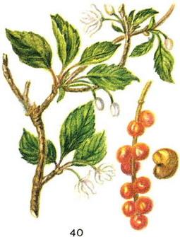 лимонник китайський