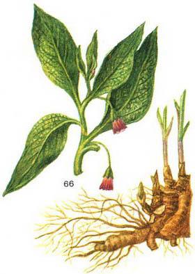 скополія карніолійська