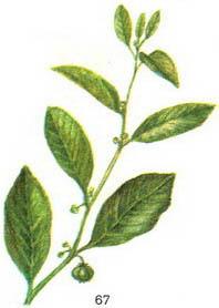 секуринега напівкущова