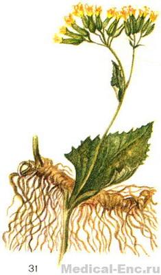 жовтозілля плосколістний