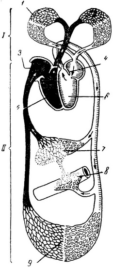 схема кровообігу