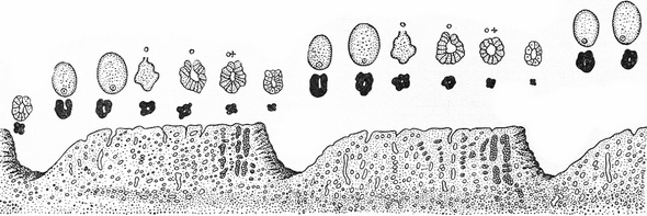 схема менструального циклу