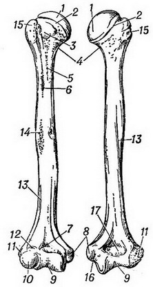 плечова кістка