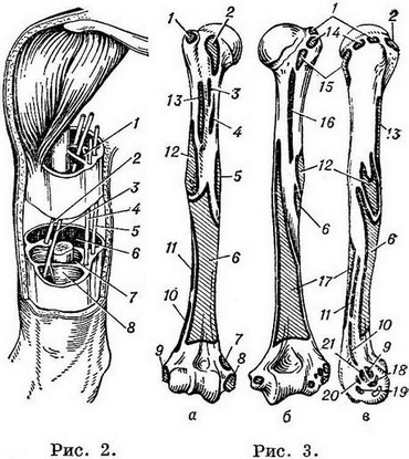 плече будова