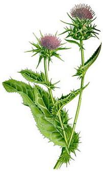 розторопша плямиста