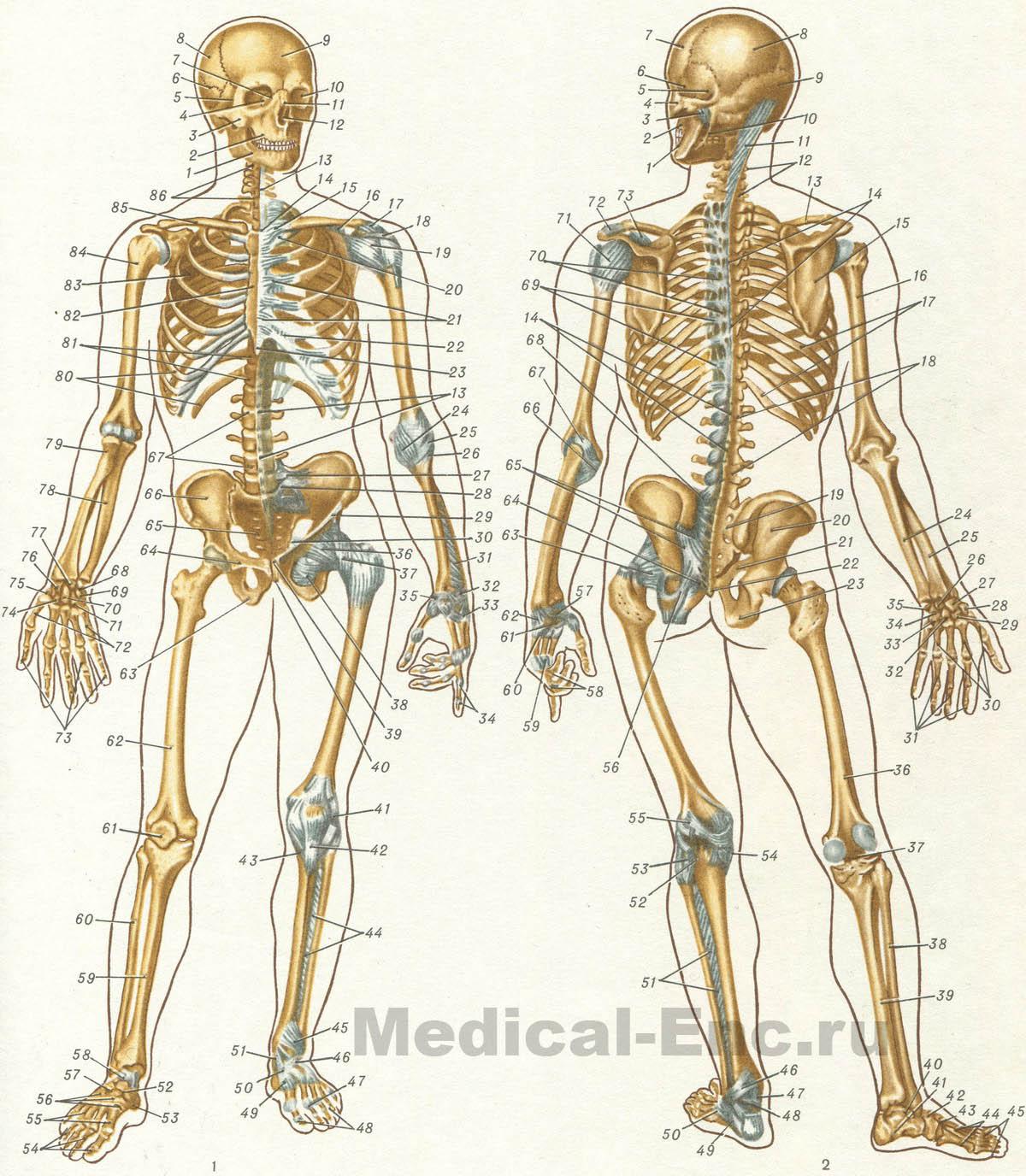 будова скелету людини в картинках