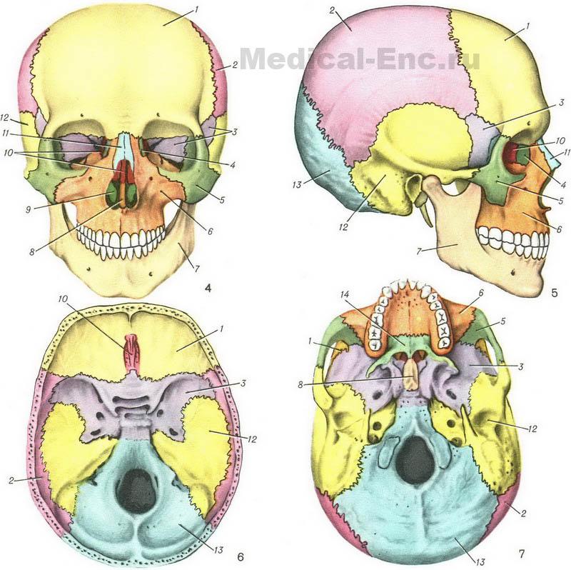 будова черепа людини в картинках
