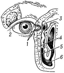 слізні органи