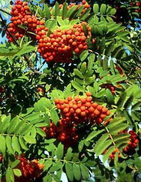 горобина звичайна