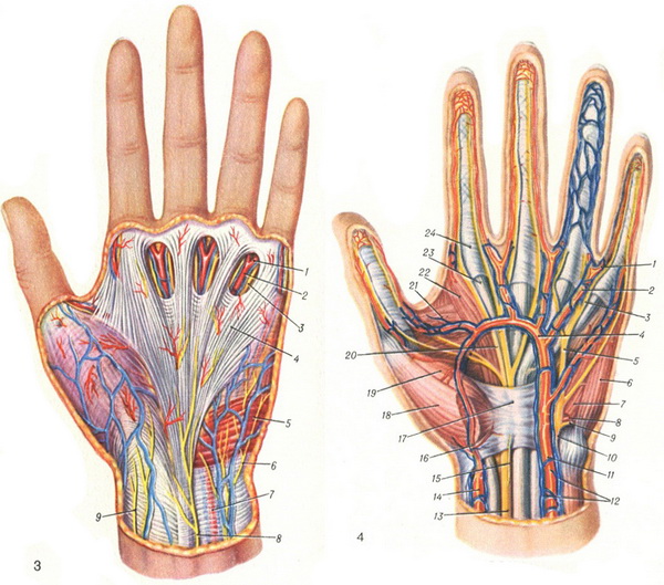 судини і нерви лівої кисті