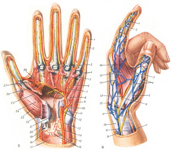 нерви артерії і вени лівої кисті