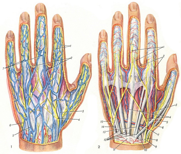 вени і нерви лівої кисті