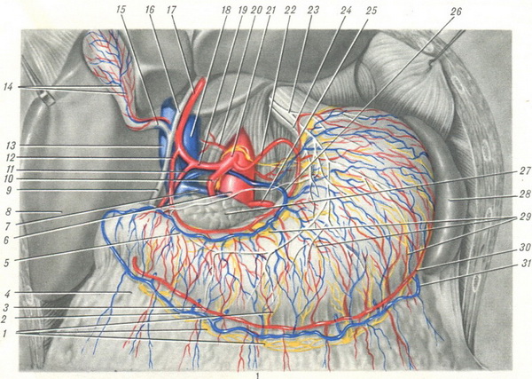 лімфатичні і кровоносні судини шлунка