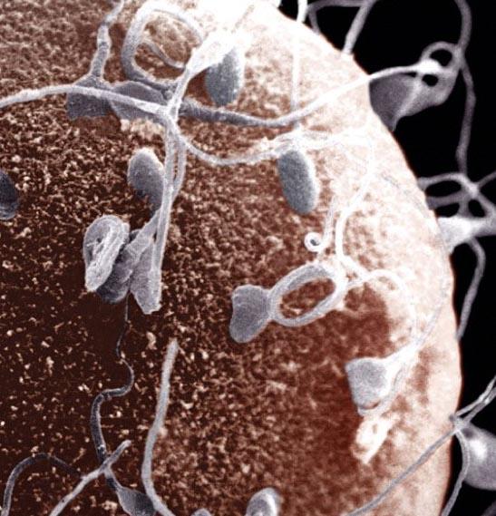 сперматозоїди і яйцеклітина