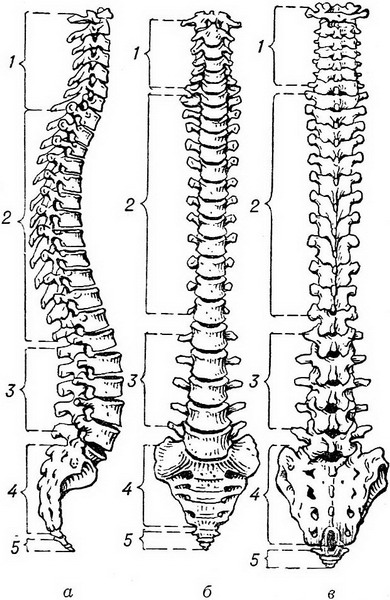будова хребта людини