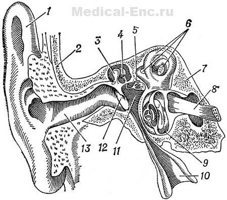 будова органу слуху