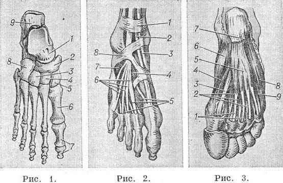 будова стопи