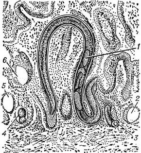 вугриця кишкова