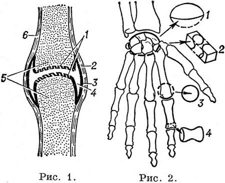 будова суглоба