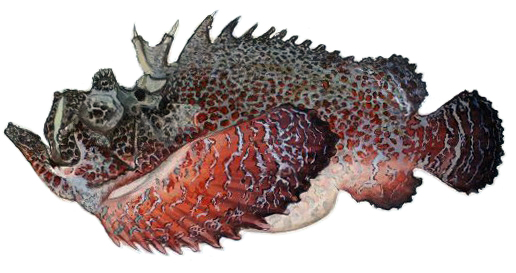 бородавчатка