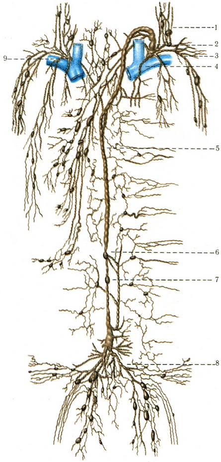 схема лімфатичної системи