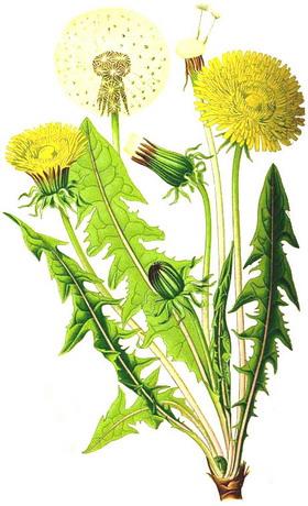 кульбаба лікарська