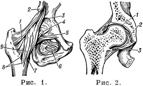 тазостегновий суглоб будова