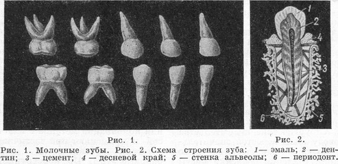 молочні зуби, схема стоения зуба