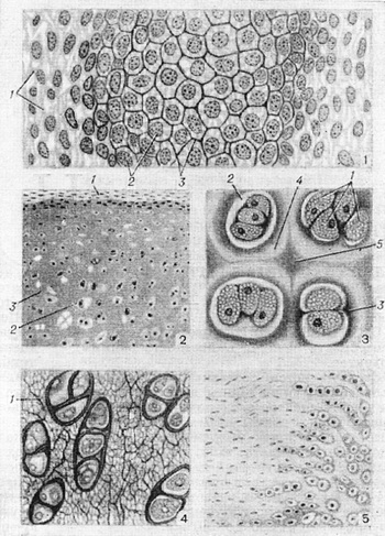 будова хрящової тканини