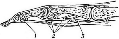 будова сухожилля