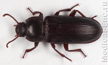 великий борошняний хрущак