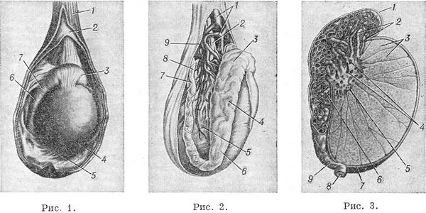 чоловічі яєчка будова